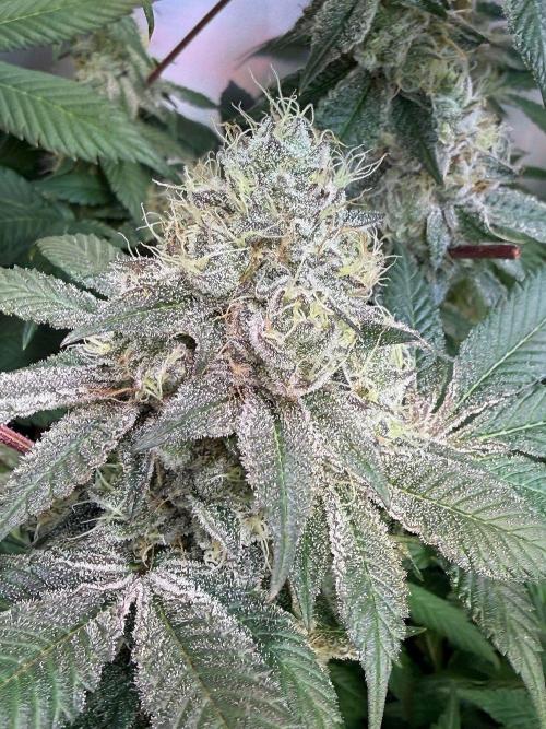 Time for Heavy Hitters. Week 16 - Super Boof