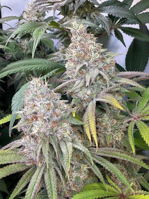 Time for Heavy Hitters. Week 16 - Lemon Cherry Runtz