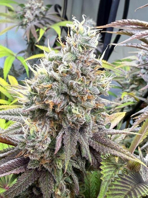 Time for Heavy Hitters. Week 16 - Lemon Cherry Runtz