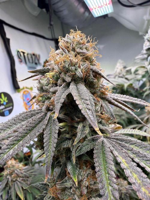 Time for Heavy Hitters. Week 16 - Wildberry Sours