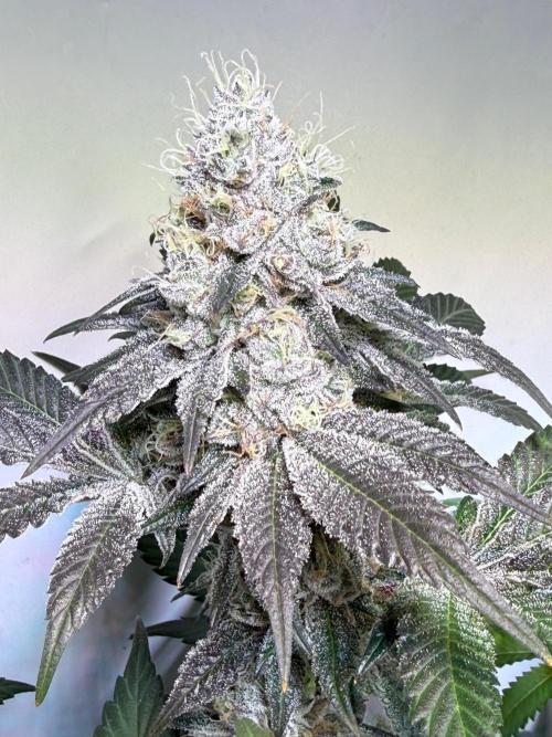 Time for Heavy Hitters. Week 16 - Super Boof