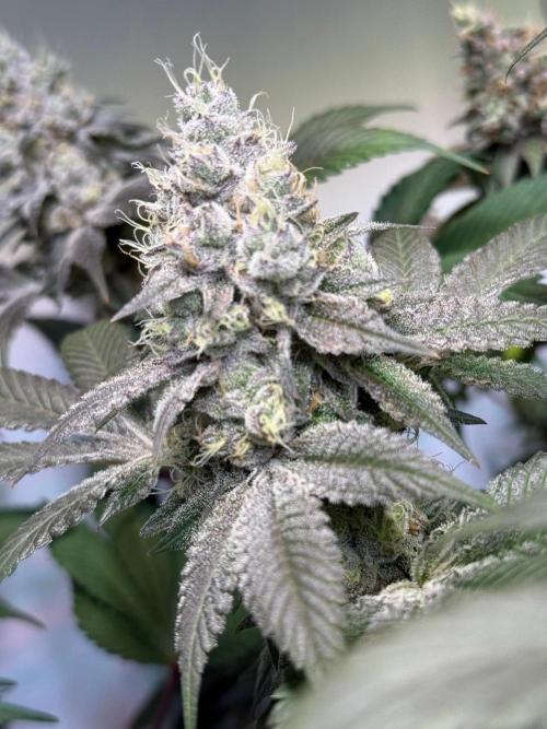 Time for Heavy Hitters. Week 16 - Super Boof