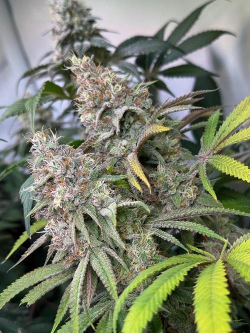Time for Heavy Hitters. Week 16 - Lemon Cherry Runtz