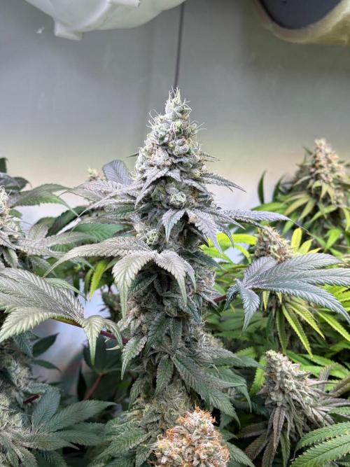 Time for Heavy Hitters. Week 16 - Super Boof