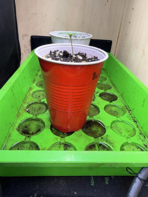 Short veg 40x40 grow. Week 1