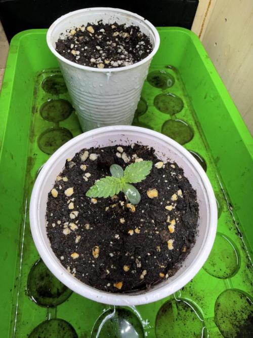 Short veg 40x40 grow. Week 1