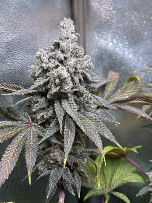 Another 40x40 Beauty ??. Week 16