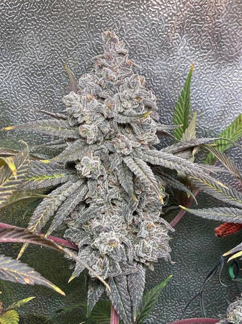 Another 40x40 Beauty ??. Week 16