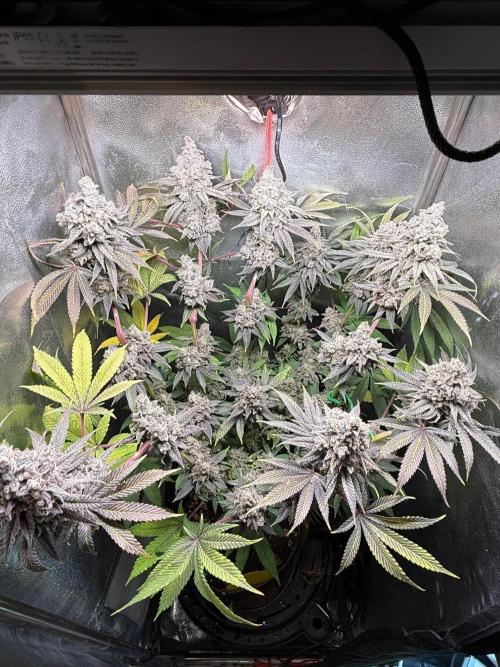 Another 40x40 Beauty ??. Week 16