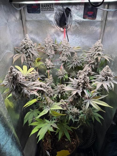 Another 40x40 Beauty ??. Week 16