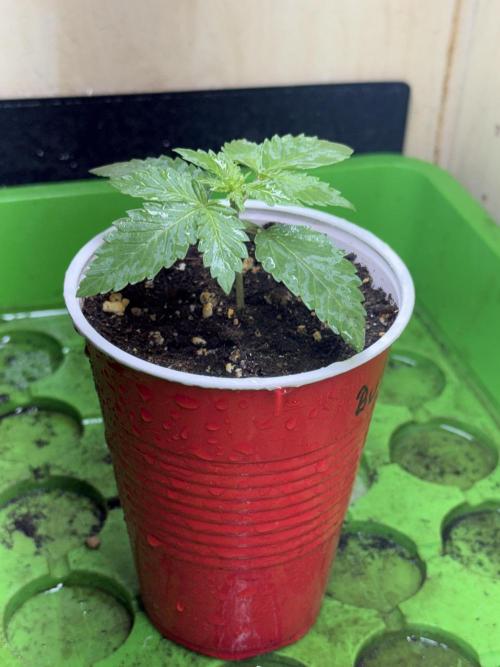 Short veg 40x40 grow. Week 2