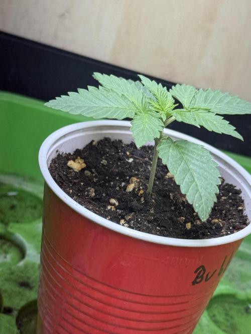Short veg 40x40 grow. Week 2
