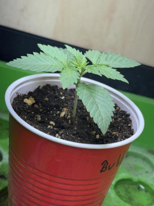Short veg 40x40 grow. Week 2