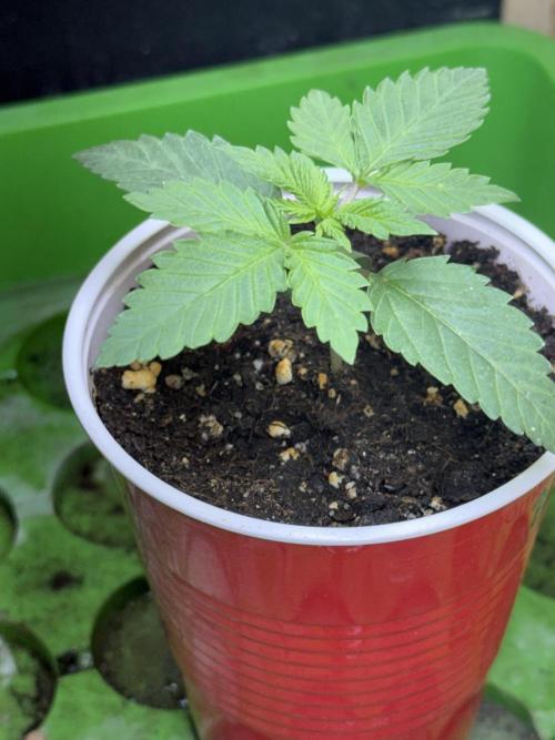 Orange Creampop. Week 2