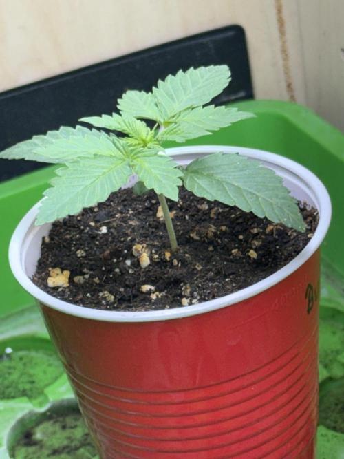 Short veg 40x40 grow. Week 2