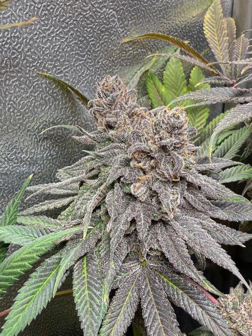 Another 40x40 Beauty ??. Week 17