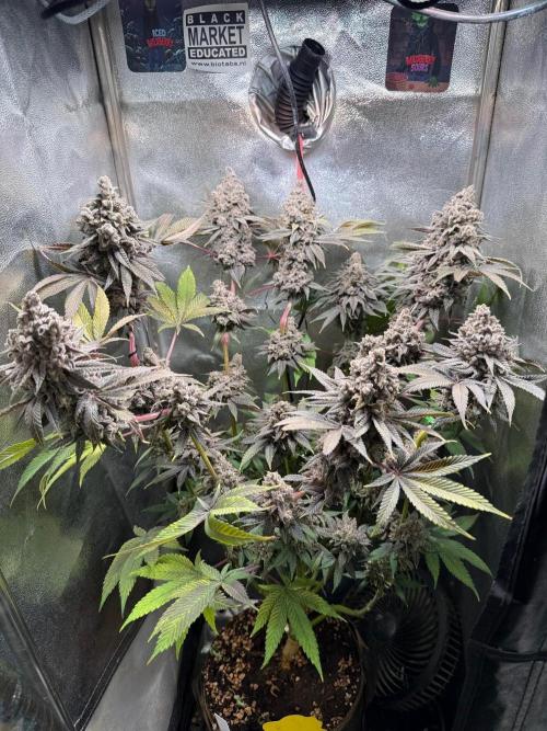 Another 40x40 Beauty ??. Week 17