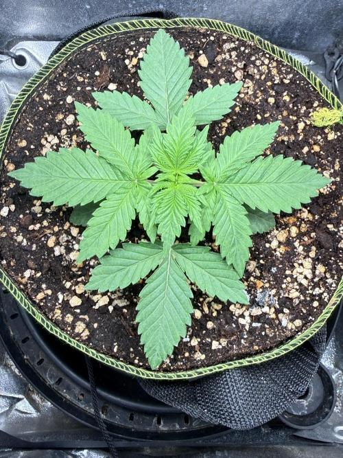 Short veg 40x40 grow. Week 2 - Day 10 Veg 