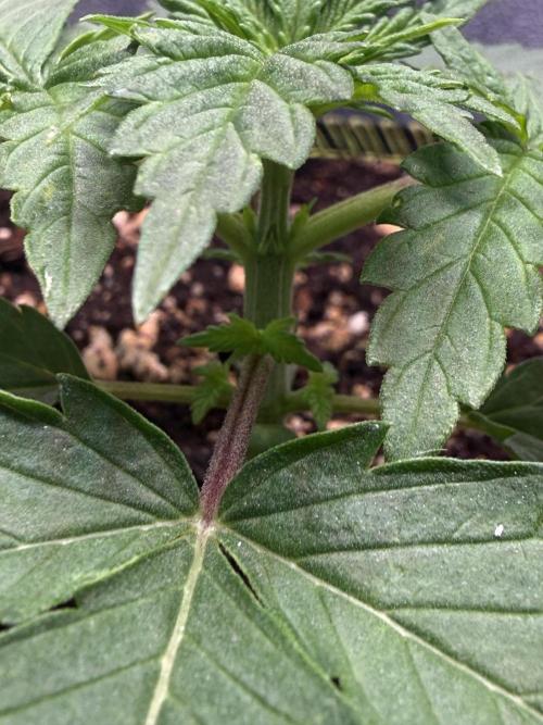 Short veg 40x40 grow. Week 2 - nice Nodes