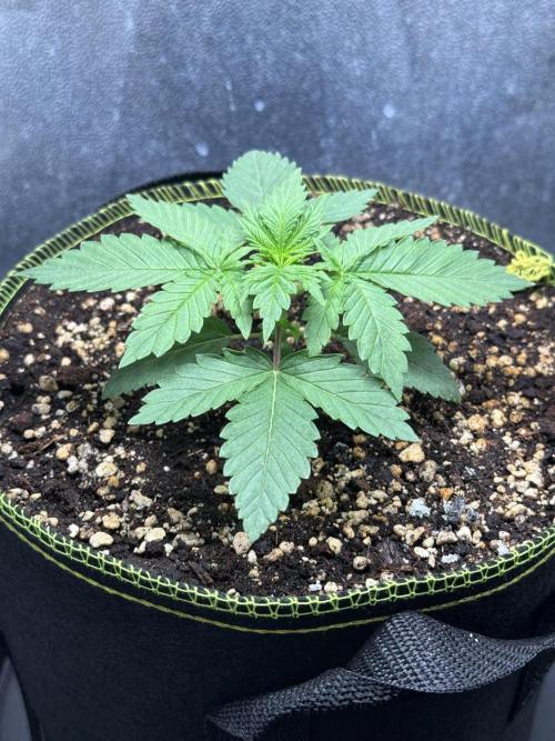 Orange Creampop. Week 2