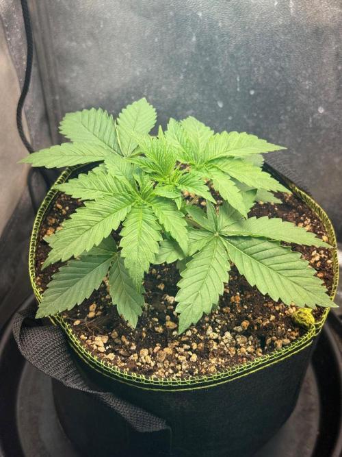 Short veg 40x40 grow. Week 3