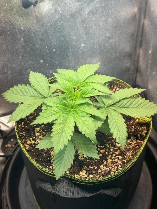 Short veg 40x40 grow. Week 3