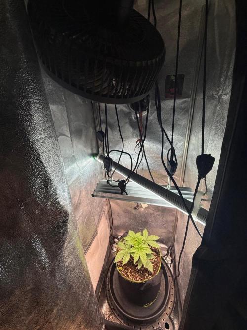 Short veg 40x40 grow. Week 3