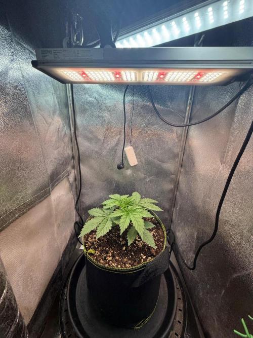 Short veg 40x40 grow. Week 3