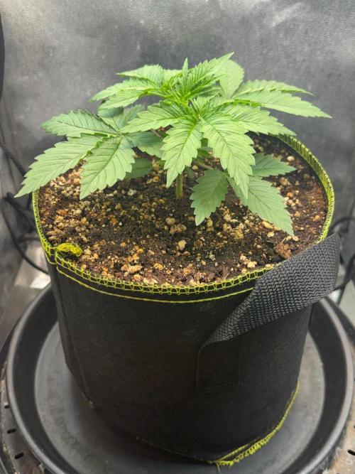 Orange Creampop. Week 3