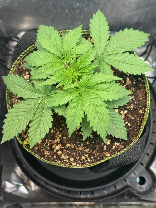 Short veg 40x40 grow. Week 3