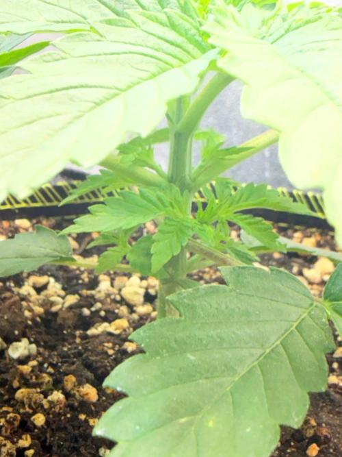 Short veg 40x40 grow. Week 3