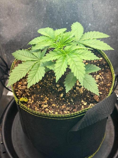 Short veg 40x40 grow. Week 3