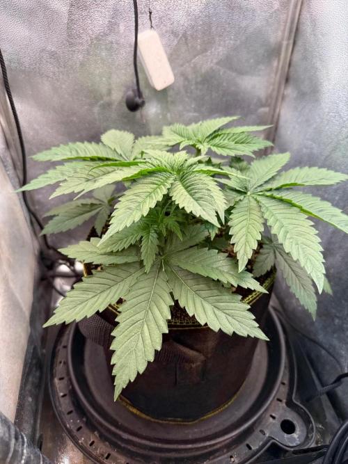Short veg 40x40 grow. Week 4