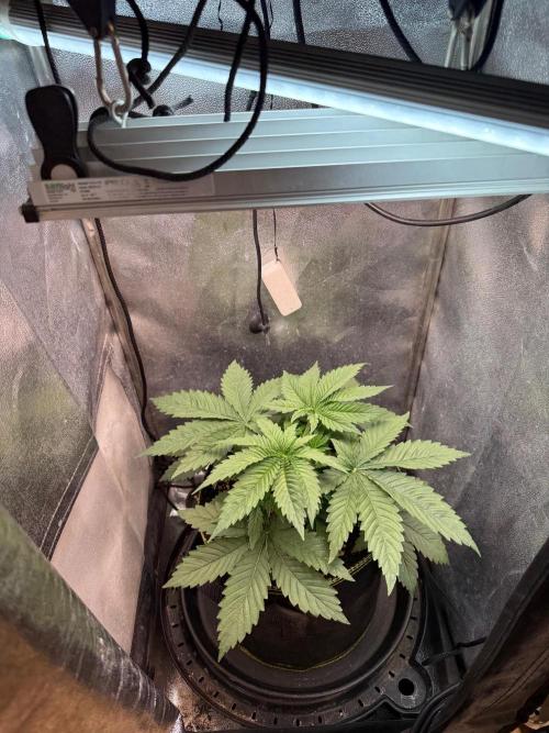 Orange Creampop. Week 4