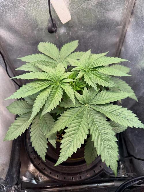 Short veg 40x40 grow. Week 4