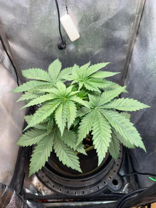 Short veg 40x40 grow. Week 4