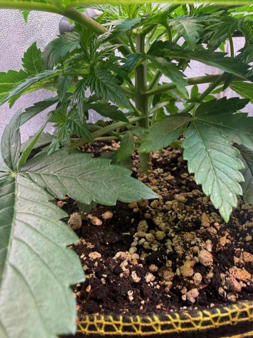 Short veg 40x40 grow. Week 4