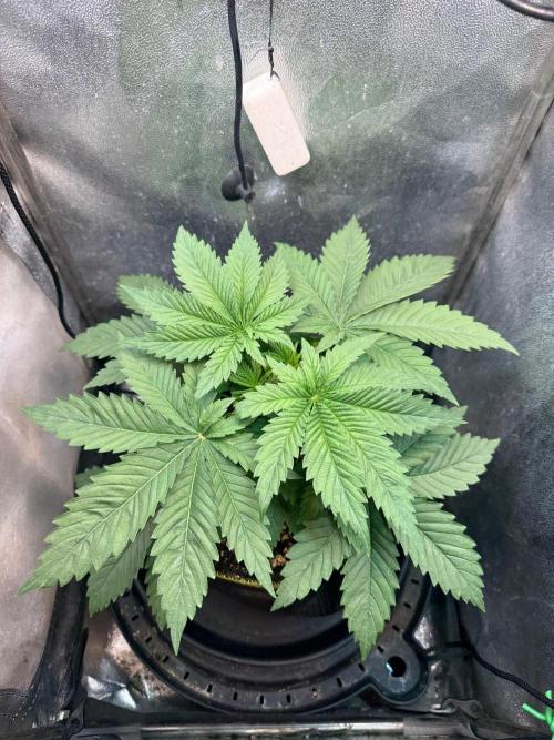 Short veg 40x40 grow. Week 4