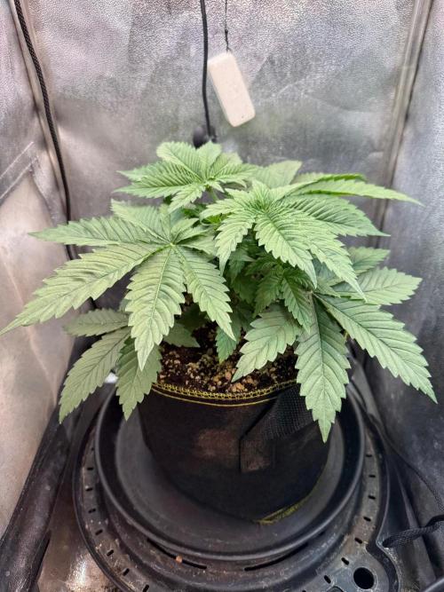 Short veg 40x40 grow. Week 4