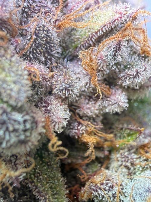 Time for Heavy Hitters. Week 19 - LemonCherryRuntz