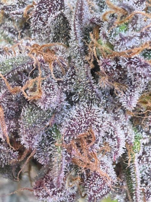 Time for Heavy Hitters. Week 19 - LemonCherryRuntz