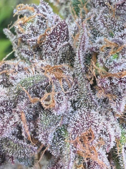Time for Heavy Hitters. Week 19 - LemonCherryRuntz