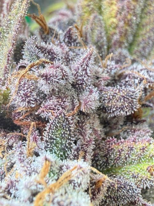 Time for Heavy Hitters. Week 19 - LemonCherryRuntz