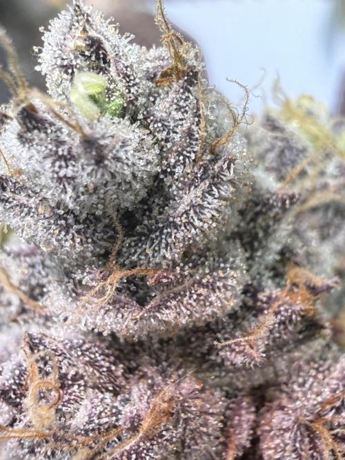 Time for Heavy Hitters. Week 19 - Super Boof