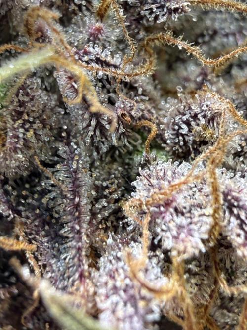Time for Heavy Hitters. Week 19 - Wildberry Sours