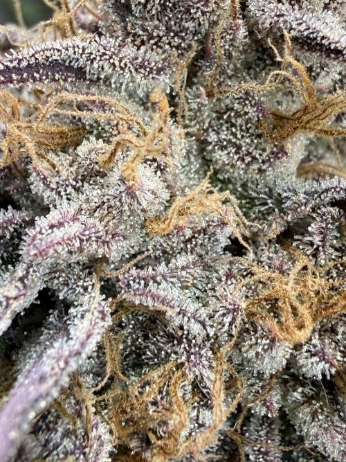 Time for Heavy Hitters. Week 19 - Wildberry Sours
