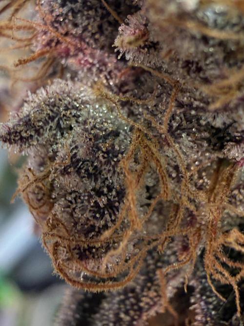 Time for Heavy Hitters. Week 19 - Wildberry Sours