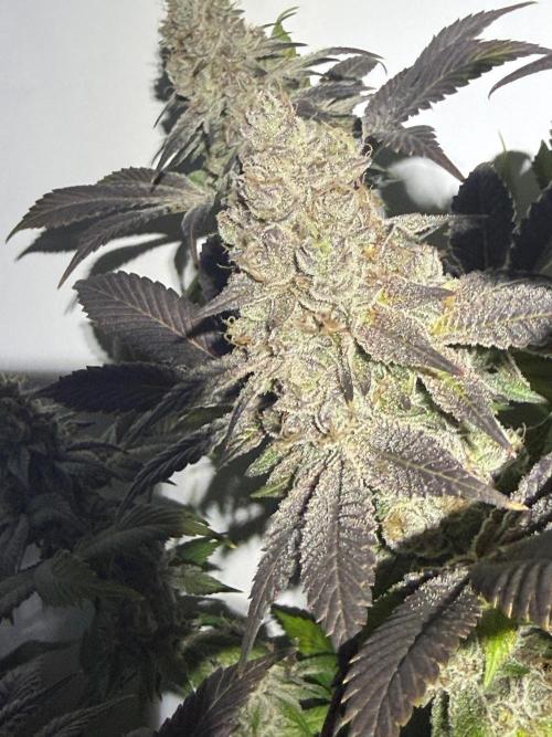 Time for Heavy Hitters. Week 19 - Super Boof