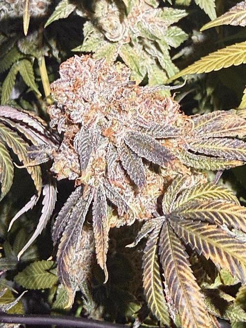 Time for Heavy Hitters. Week 19 - Wildberry Sours