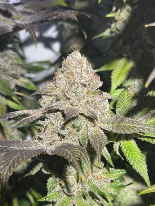 Time for Heavy Hitters. Week 19 - Super Boof